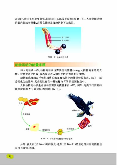 第二节 动物运动的能量来源(第56页)