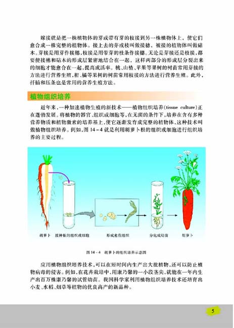 第一节 生物的无性生殖(第5页)