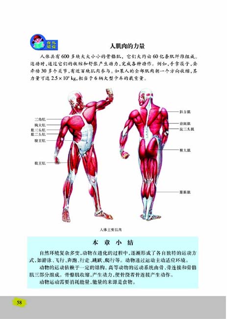 第二节 动物运动的能量来源(第58页)