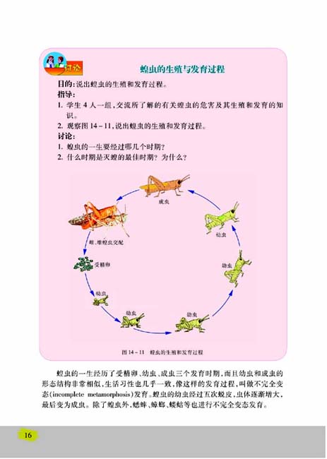 第三节 昆虫的生殖与发育(第16页)
