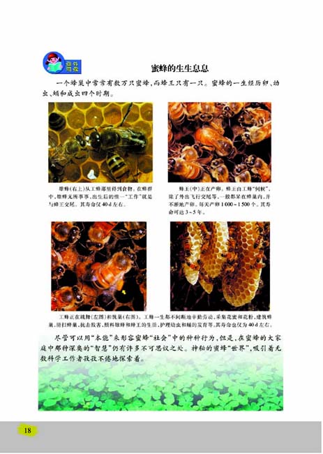 第三节 昆虫的生殖与发育(第18页)