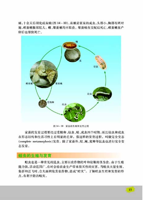 第三节 昆虫的生殖与发育(第15页)