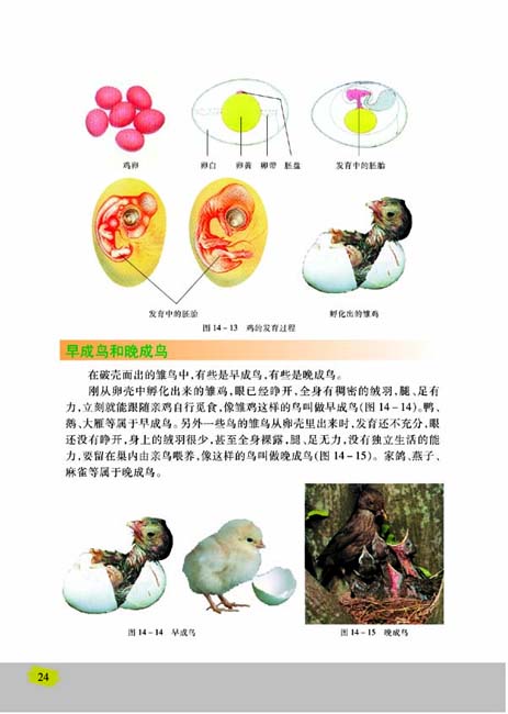 第五节 鸟类的生殖与发育(第24页)