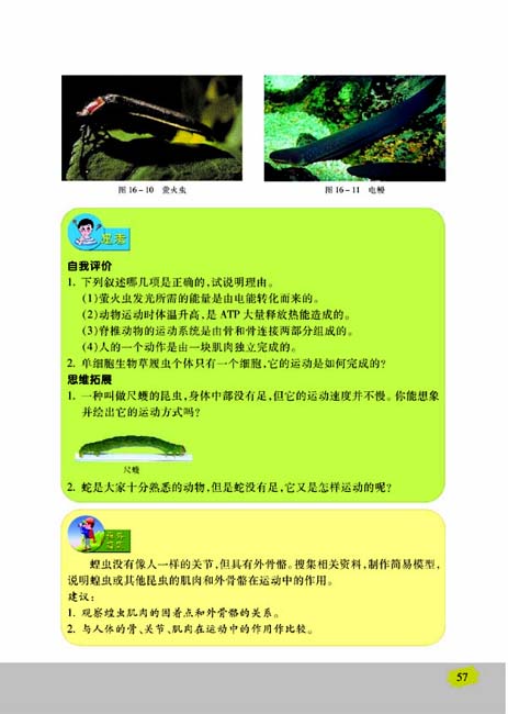 第二节 动物运动的能量来源(第57页)