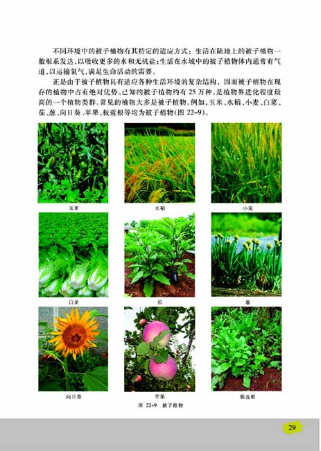 第二节 五彩缤纷的植物世界(第29页)