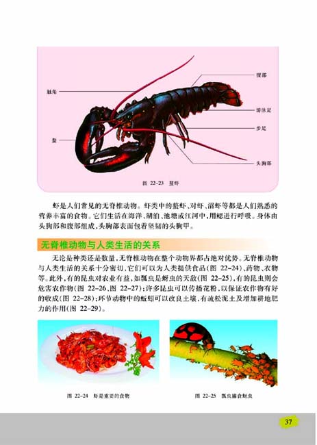 第三节 千姿百态的动物世界(第37页)