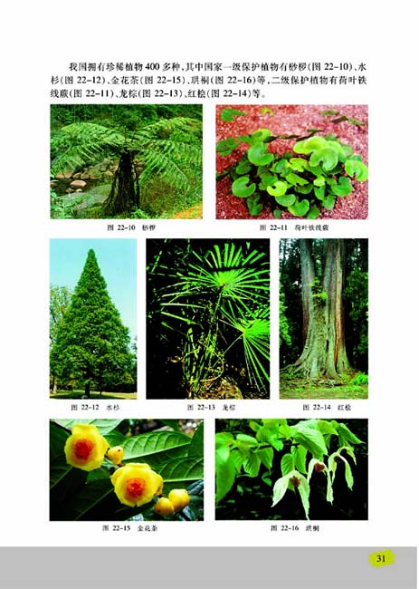 第二节 五彩缤纷的植物世界(第31页)