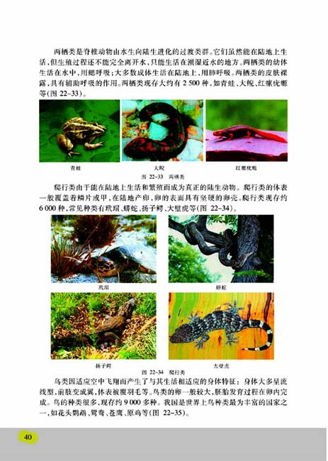 第三节 千姿百态的动物世界(第40页)