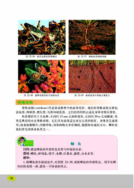 第三节 千姿百态的动物世界(第38页)