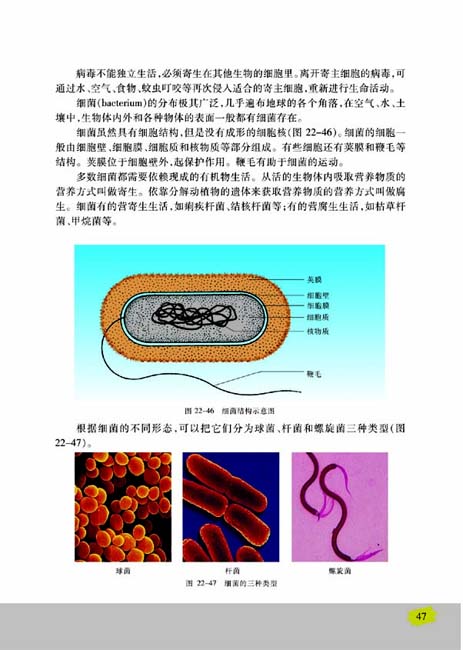 第四节 神奇的微生物(第47页)