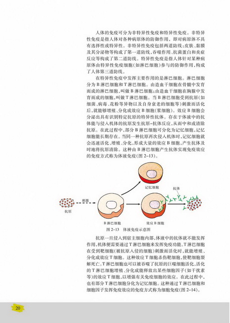 免疫对人体稳态的维持(第20页)