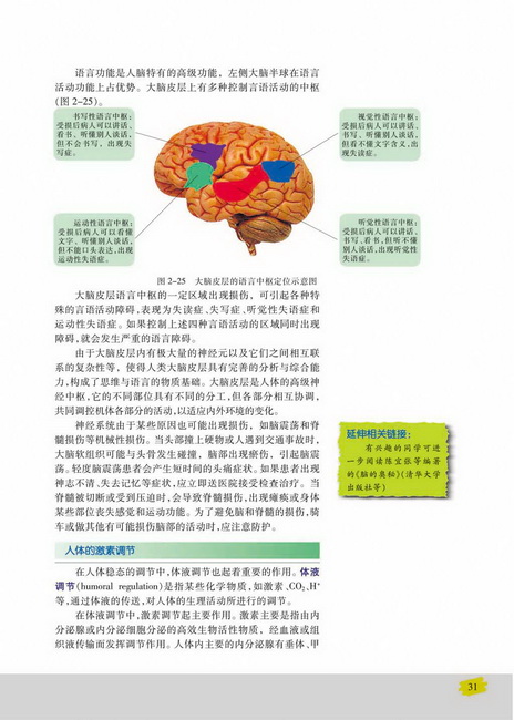 人体的激素调节(第31页)