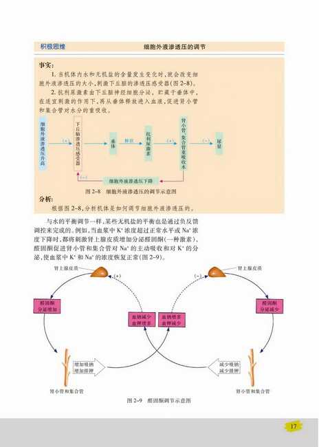 水和无机盐的调节(第17页)