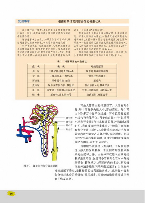 水和无机盐的调节(第16页)