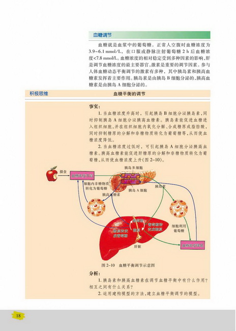 血糖调节(第18页)