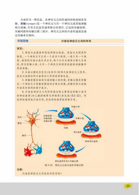 第二节 人体生命活动的调节(第29页)