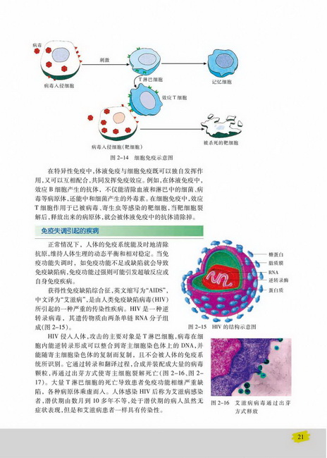 免疫失调引起的疾病(第21页)