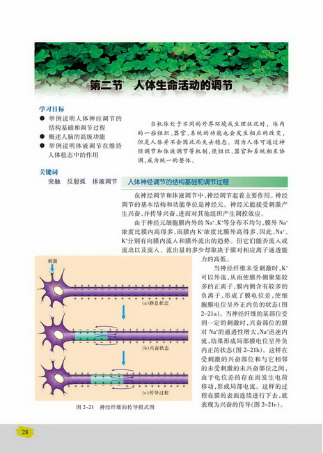 第二节 人体生命活动的调节(第28页)