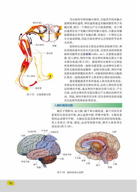 人脑的高级功能(第30页)