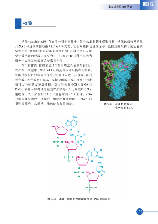 第二单元 氨基酸 蛋白(第109页)