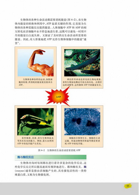 酶与酶促反应(第55页)