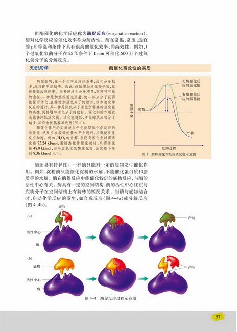 酶与酶促反应(第57页)