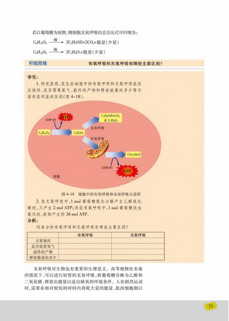 细胞呼吸的过程(第73页)