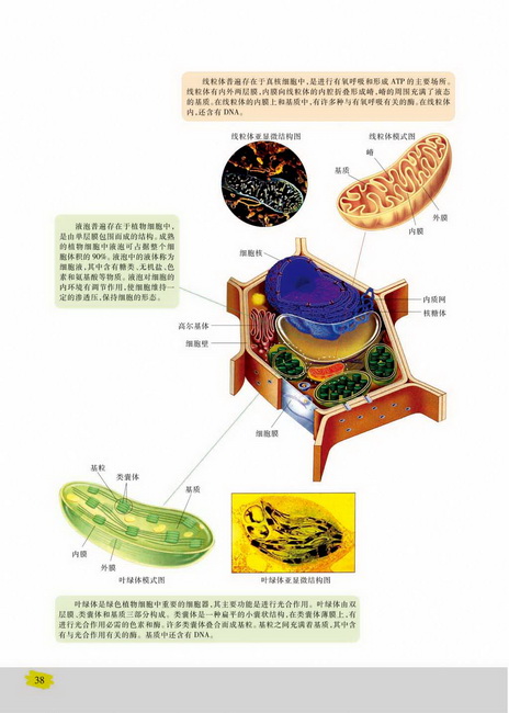 细胞质和细胞器(第38页)