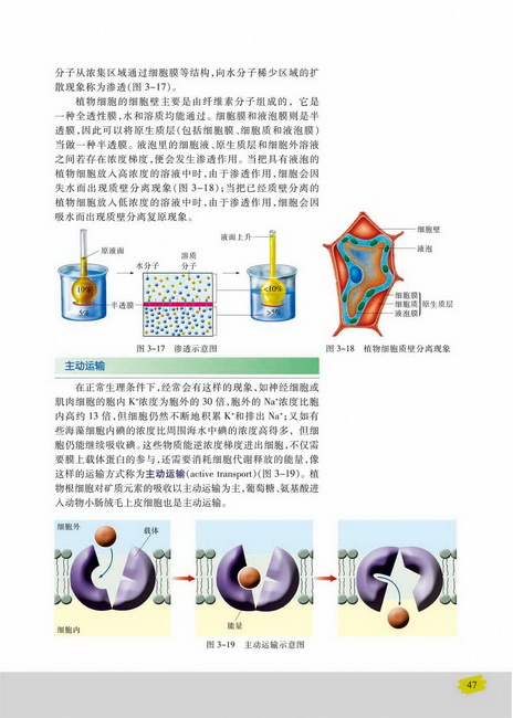 主动运输(第47页)