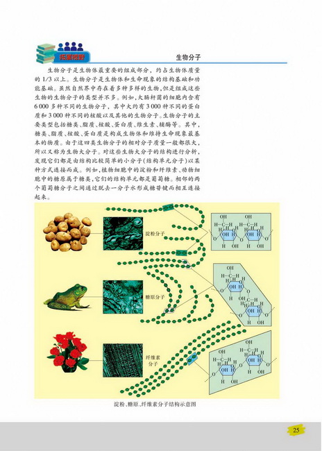 核酸的结构和功能(第25页)