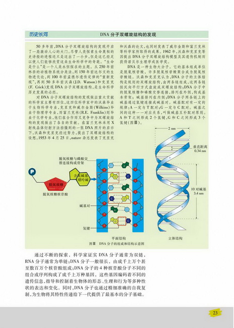 核酸的结构和功能(第23页)