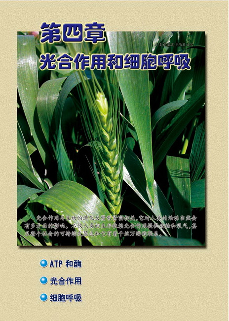 第四章 光合作用和细胞呼吸(第53页)