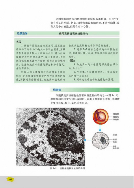 细胞核(第40页)