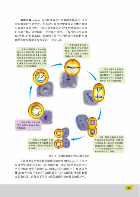 细胞周期与有丝分裂(第81页)