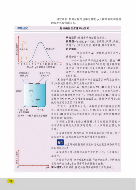 酶与酶促反应(第58页)