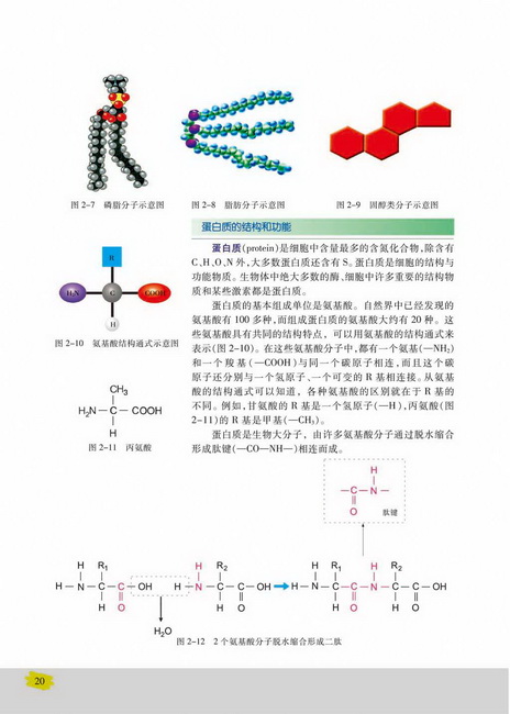 蛋白质的结构和功能(第20页)