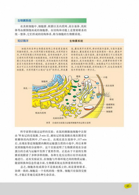 生物膜系统(第43页)