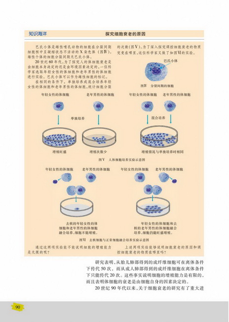 细胞衰老和凋亡(第90页)