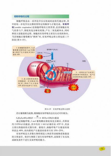 细胞呼吸的过程(第71页)