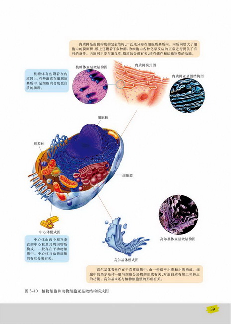 细胞质和细胞器(第39页)