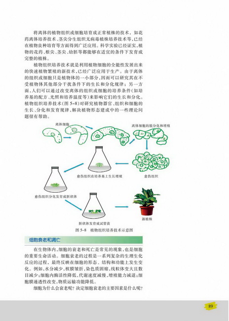 细胞衰老和凋亡(第89页)