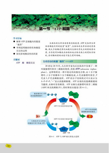 生命活动的能量“通货”――ATP(第54页)