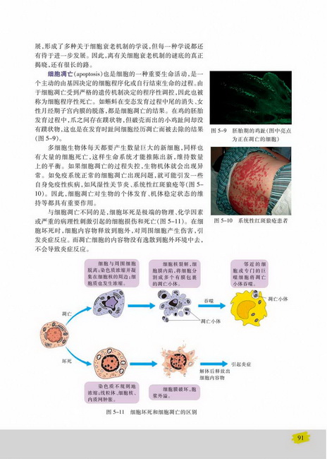 细胞衰老和凋亡(第91页)