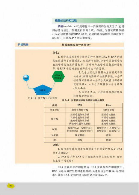 核酸的结构和功能(第22页)