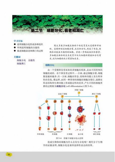 细胞分化(第86页)