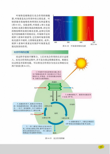光合作用的过程(第65页)