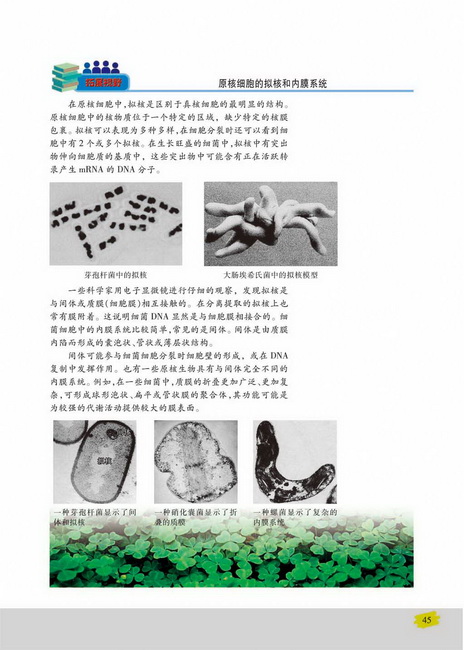 生物膜系统(第45页)