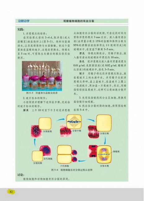 细胞周期与有丝分裂(第82页)