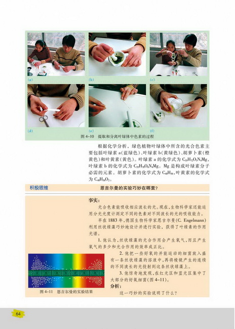 光合色素与光能量的捕获(第64页)