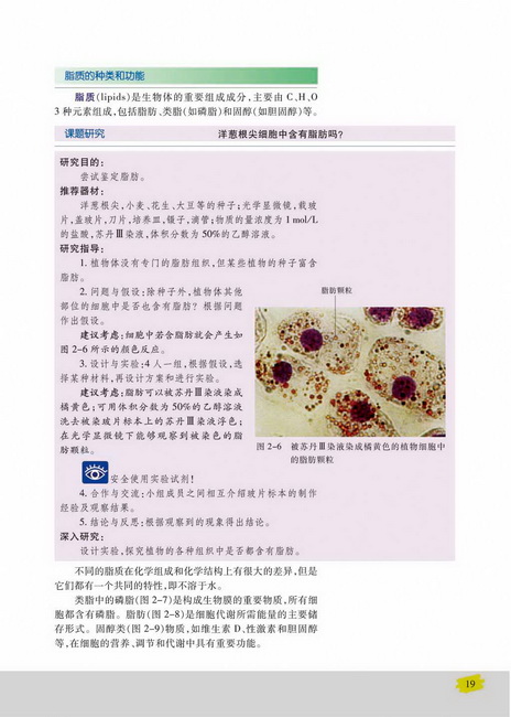 脂质的种类和功能(第19页)